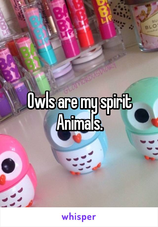 Owls are my spirit Animals.