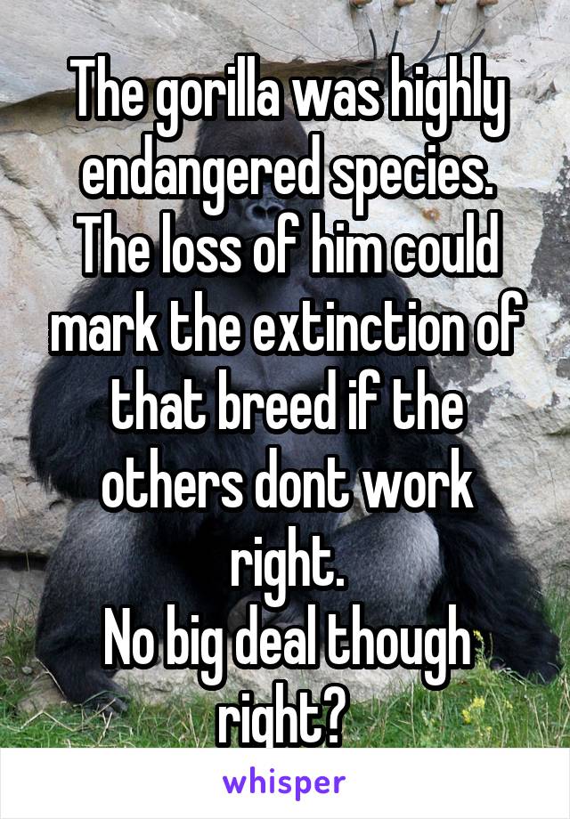 The gorilla was highly endangered species.
The loss of him could mark the extinction of that breed if the others dont work right.
No big deal though right? 