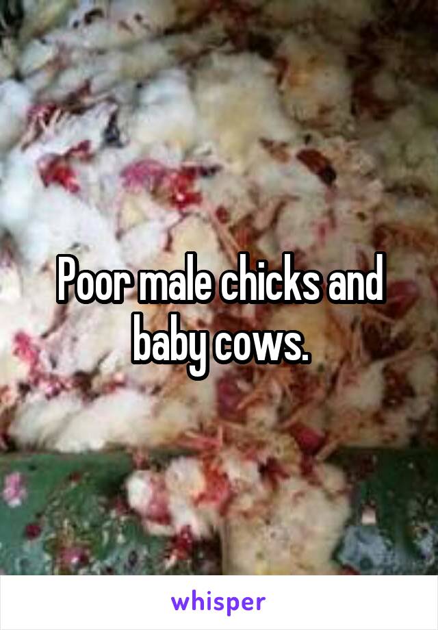 Poor male chicks and baby cows.