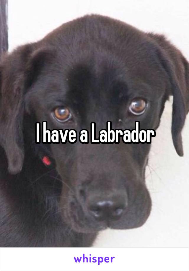 I have a Labrador