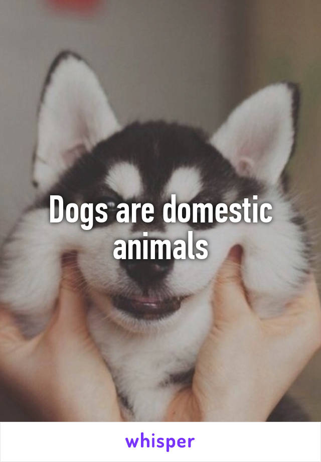 Dogs are domestic animals