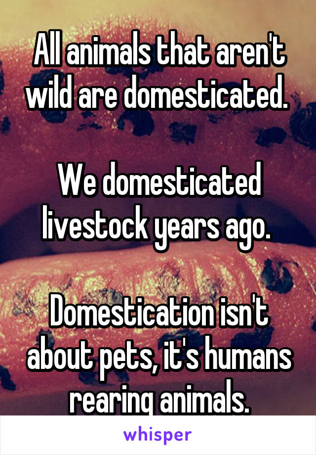 All animals that aren't wild are domesticated. 

We domesticated livestock years ago. 

Domestication isn't about pets, it's humans rearing animals.