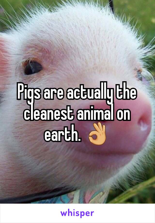 Pigs are actually the cleanest animal on earth. 👌