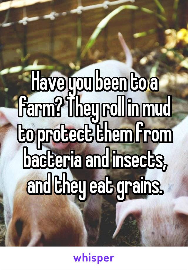 Have you been to a farm? They roll in mud to protect them from bacteria and insects, and they eat grains.