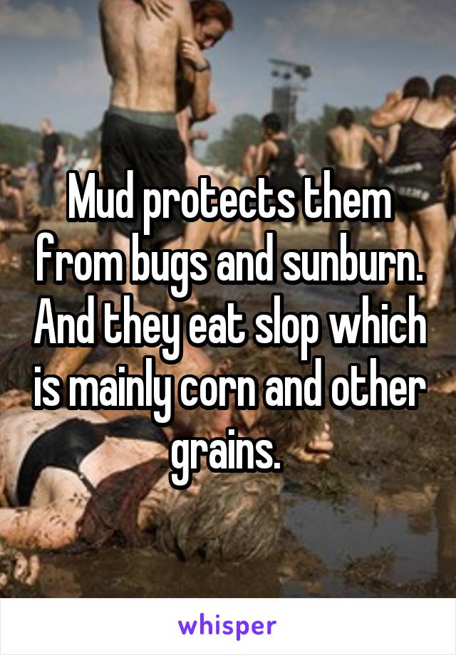 Mud protects them from bugs and sunburn. And they eat slop which is mainly corn and other grains. 