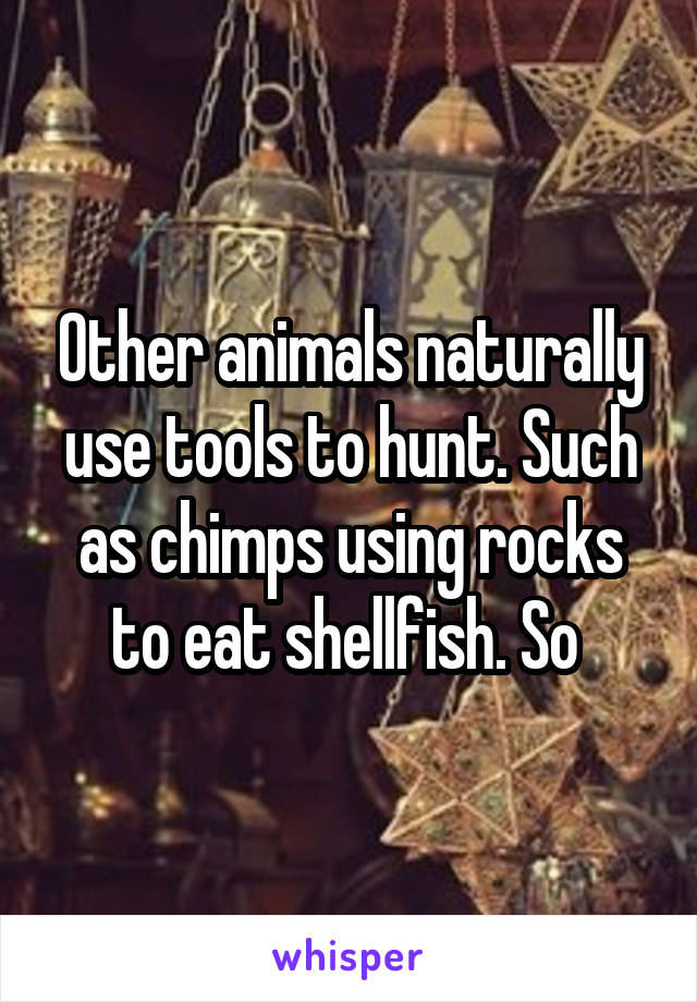 Other animals naturally use tools to hunt. Such as chimps using rocks to eat shellfish. So 