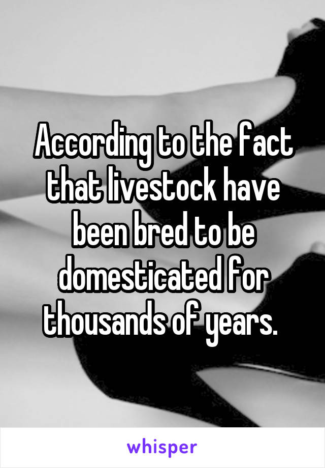 According to the fact that livestock have been bred to be domesticated for thousands of years. 