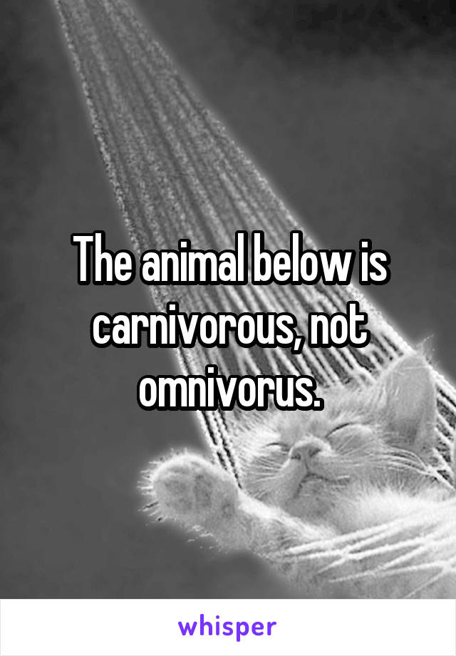 The animal below is carnivorous, not omnivorus.