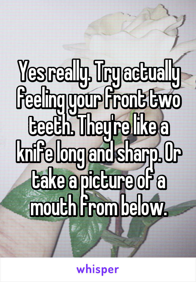 Yes really. Try actually feeling your front two teeth. They're like a knife long and sharp. Or take a picture of a mouth from below.