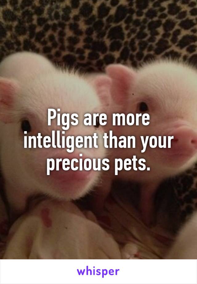 Pigs are more intelligent than your precious pets.