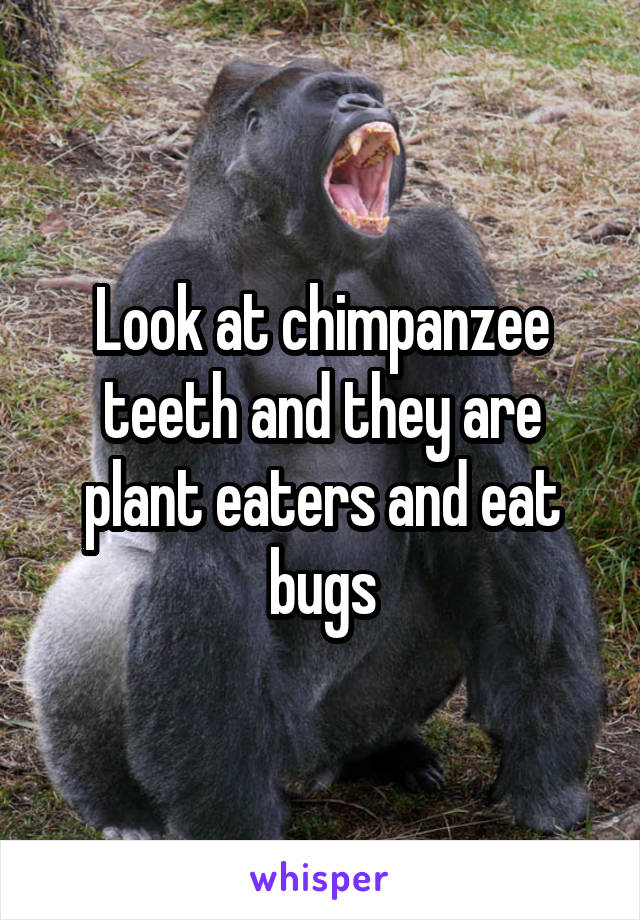 Look at chimpanzee teeth and they are plant eaters and eat bugs