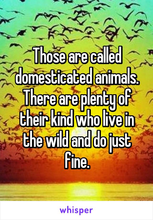 Those are called domesticated animals. There are plenty of their kind who live in the wild and do just fine.