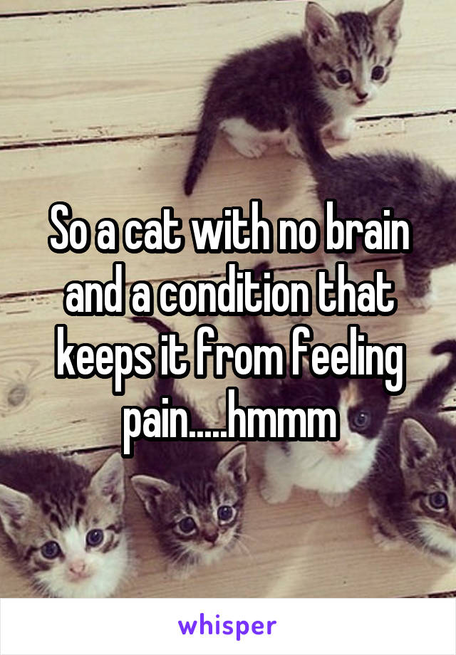 So a cat with no brain and a condition that keeps it from feeling pain.....hmmm