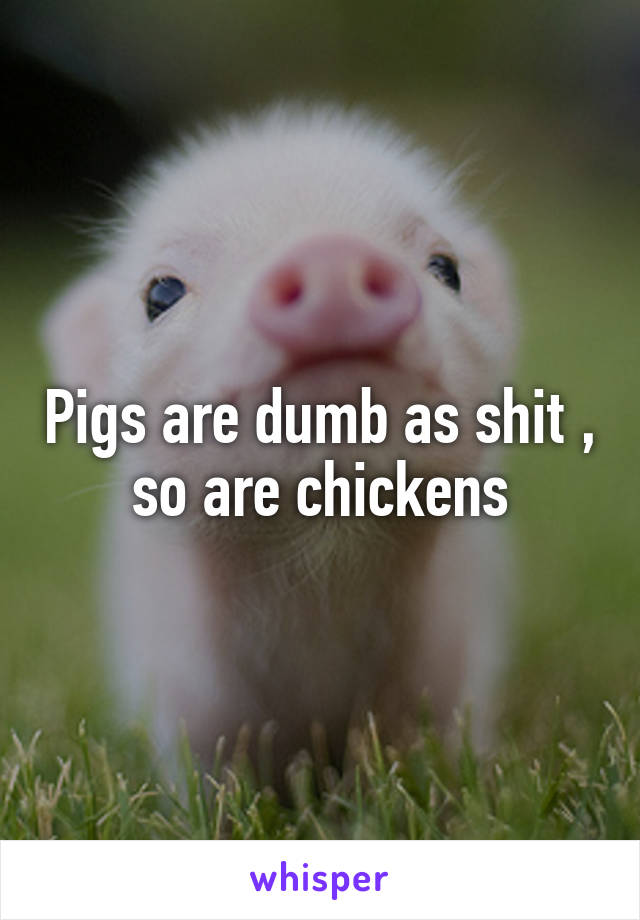 Pigs are dumb as shit , so are chickens