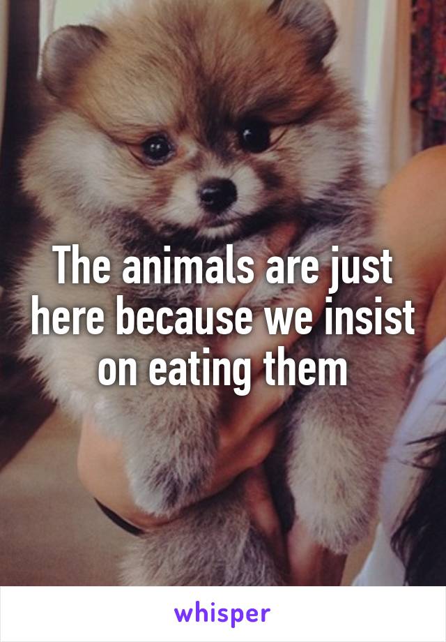 The animals are just here because we insist on eating them