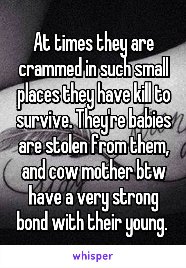 At times they are crammed in such small places they have kill to survive. They're babies are stolen from them, and cow mother btw have a very strong bond with their young. 