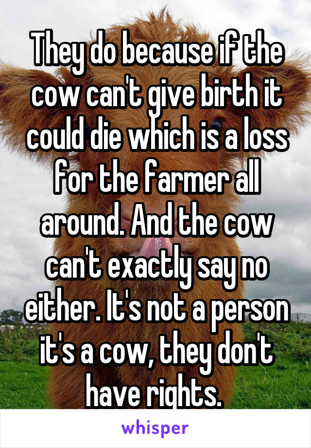 They do because if the cow can't give birth it could die which is a loss for the farmer all around. And the cow can't exactly say no either. It's not a person it's a cow, they don't have rights. 