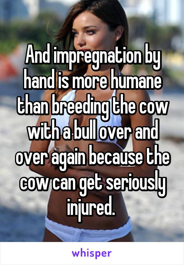 And impregnation by hand is more humane than breeding the cow with a bull over and over again because the cow can get seriously injured. 