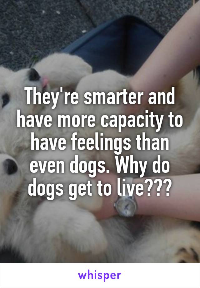 They're smarter and have more capacity to have feelings than even dogs. Why do dogs get to live???