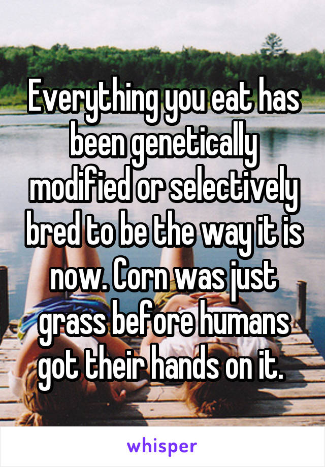 Everything you eat has been genetically modified or selectively bred to be the way it is now. Corn was just grass before humans got their hands on it. 