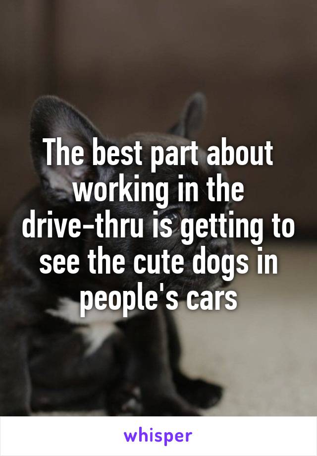 The best part about working in the drive-thru is getting to see the cute dogs in people's cars
