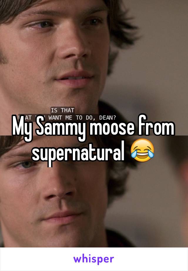 My Sammy moose from supernatural 😂