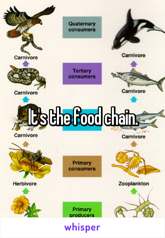 It's the food chain.