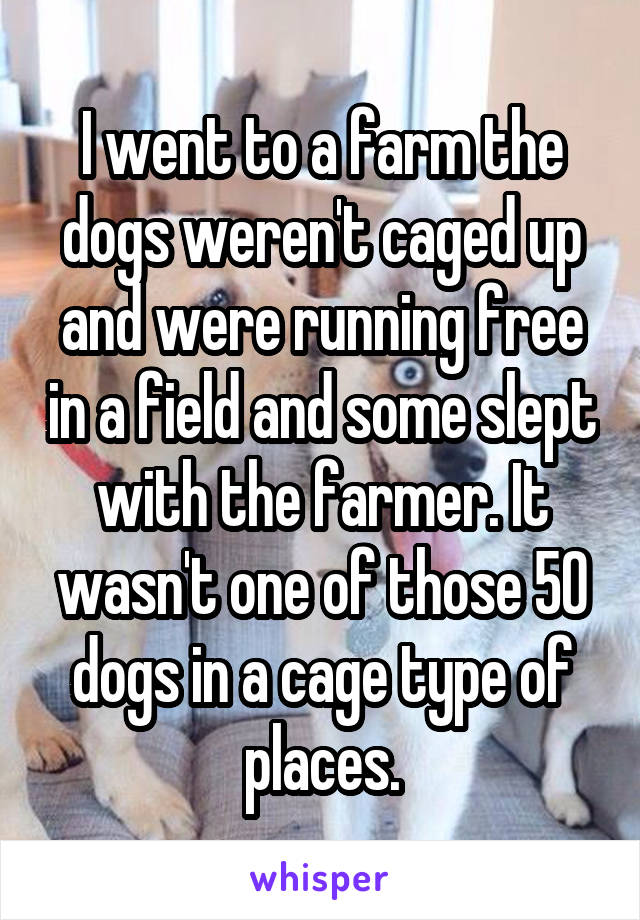 I went to a farm the dogs weren't caged up and were running free in a field and some slept with the farmer. It wasn't one of those 50 dogs in a cage type of places.