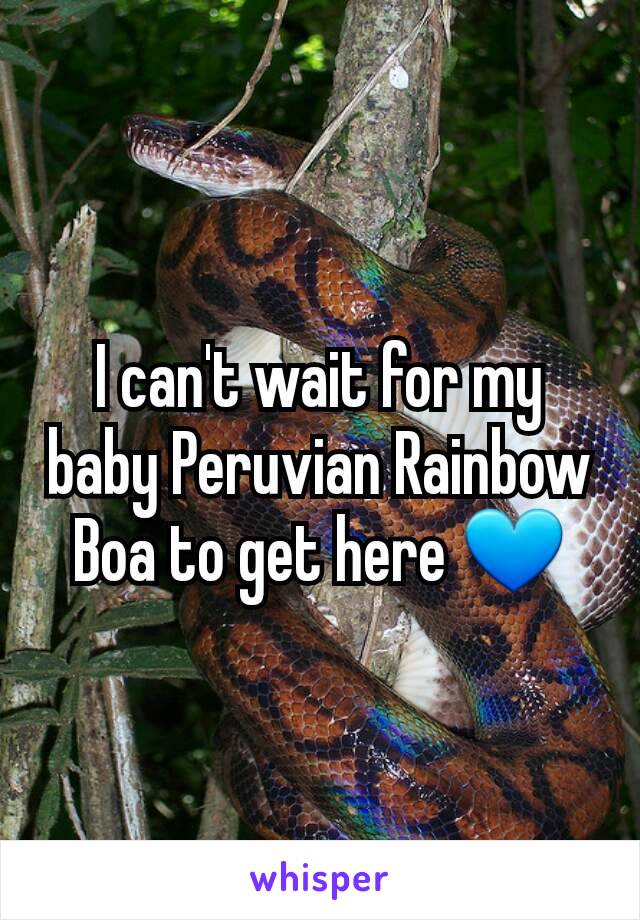 I can't wait for my baby Peruvian Rainbow Boa to get here 💙