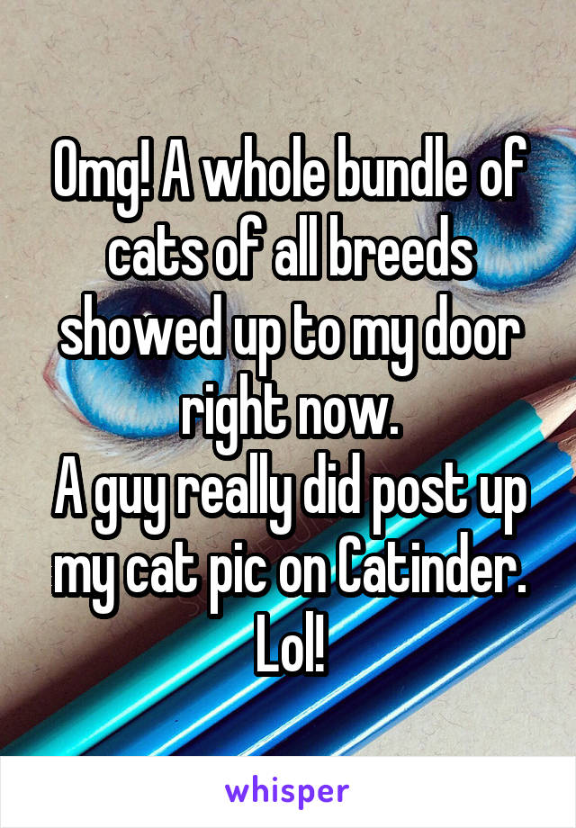 Omg! A whole bundle of cats of all breeds showed up to my door right now.
A guy really did post up my cat pic on Catinder. Lol!