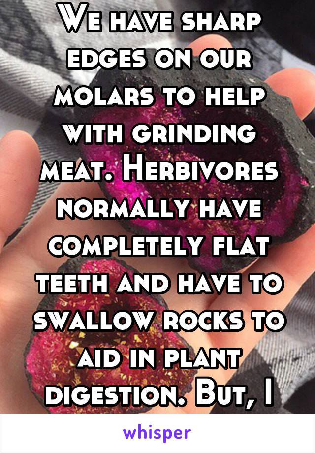 We have sharp edges on our molars to help with grinding meat. Herbivores normally have completely flat teeth and have to swallow rocks to aid in plant digestion. But, I digress.