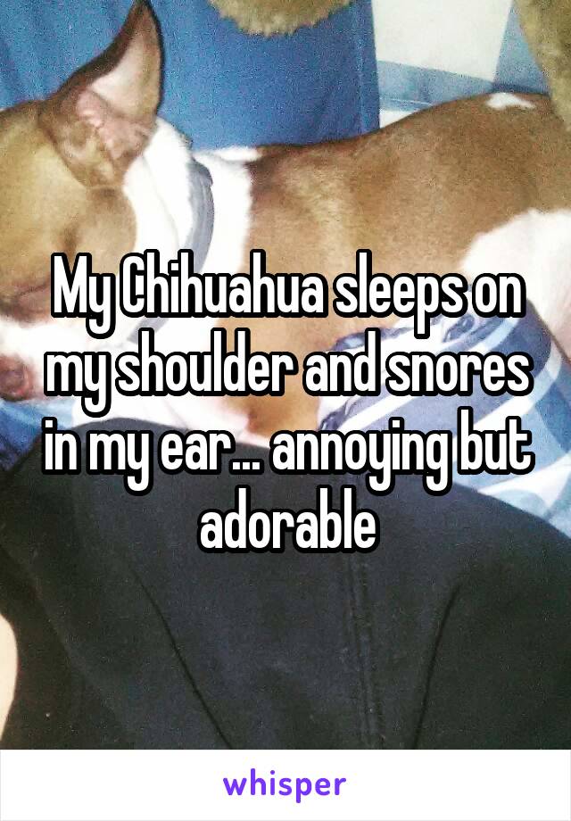 My Chihuahua sleeps on my shoulder and snores in my ear... annoying but adorable