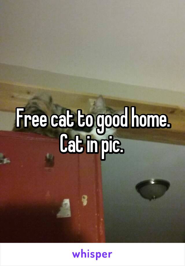 Free cat to good home.
Cat in pic. 