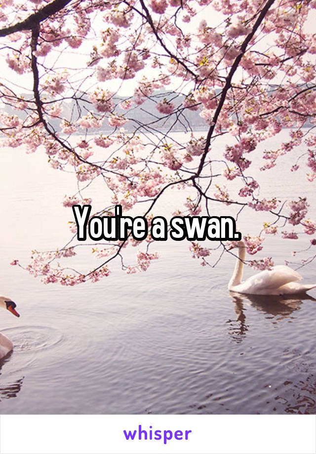 You're a swan. 