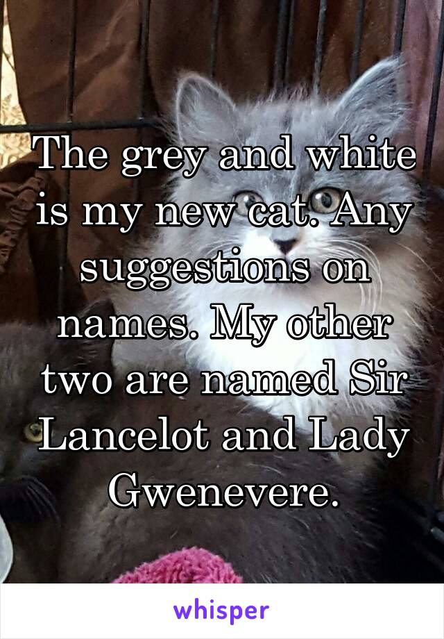 The grey and white is my new cat. Any suggestions on names. My other two are named Sir Lancelot and Lady Gwenevere.