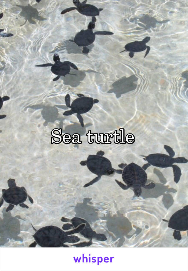 Sea turtle 