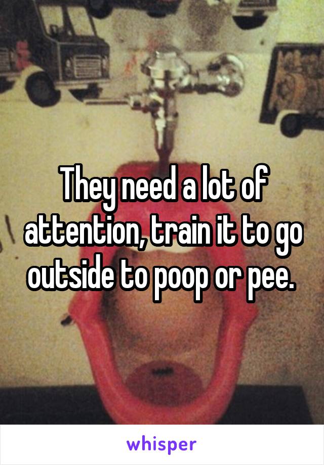 They need a lot of attention, train it to go outside to poop or pee. 