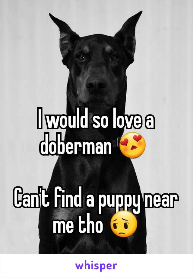 I would so love a doberman 😍 

Can't find a puppy near me tho 😔