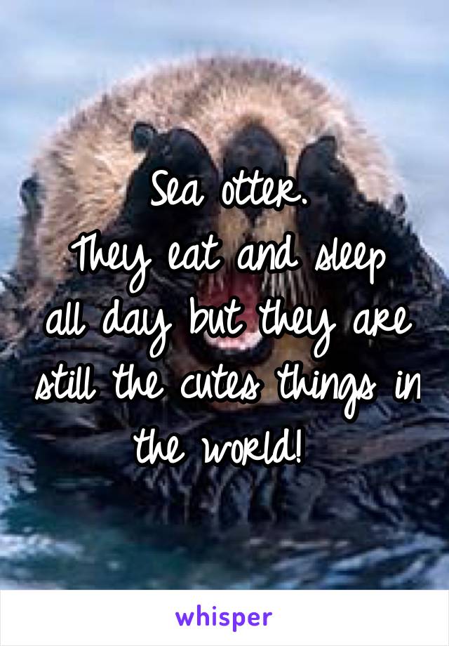 Sea otter.
They eat and sleep all day but they are still the cutes things in the world! 