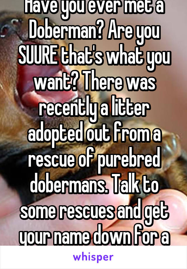 Have you ever met a Doberman? Are you SUURE that's what you want? There was recently a litter adopted out from a rescue of purebred dobermans. Talk to some rescues and get your name down for a pup. 