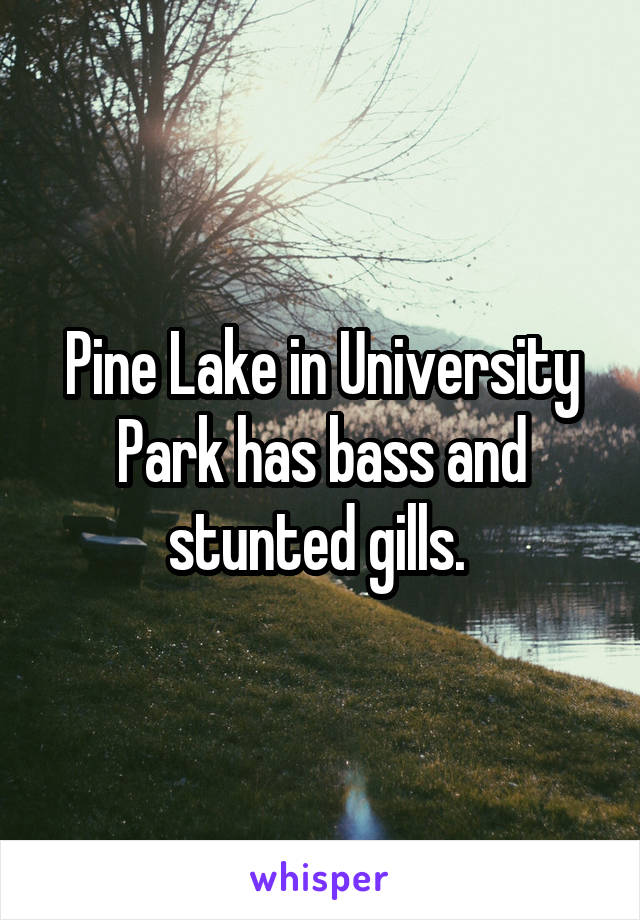 Pine Lake in University Park has bass and stunted gills. 