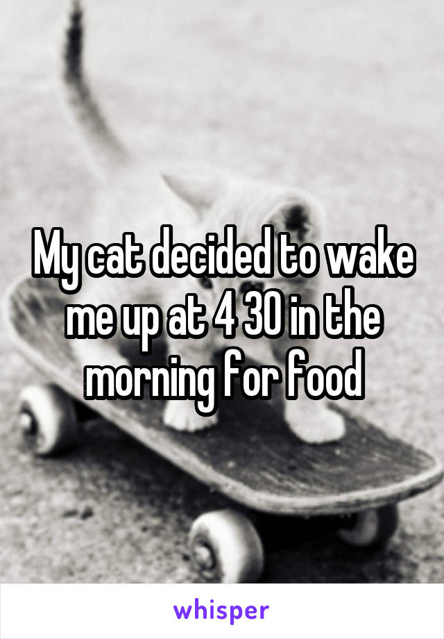 My cat decided to wake me up at 4 30 in the morning for food