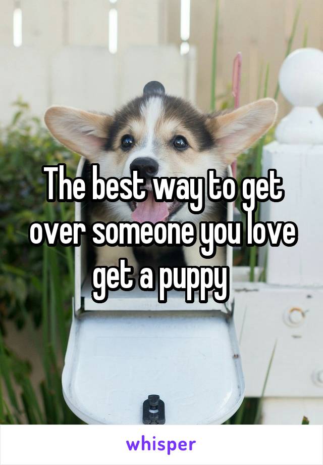 The best way to get over someone you love get a puppy 