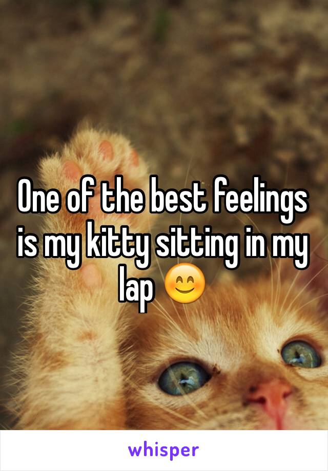 One of the best feelings is my kitty sitting in my lap 😊