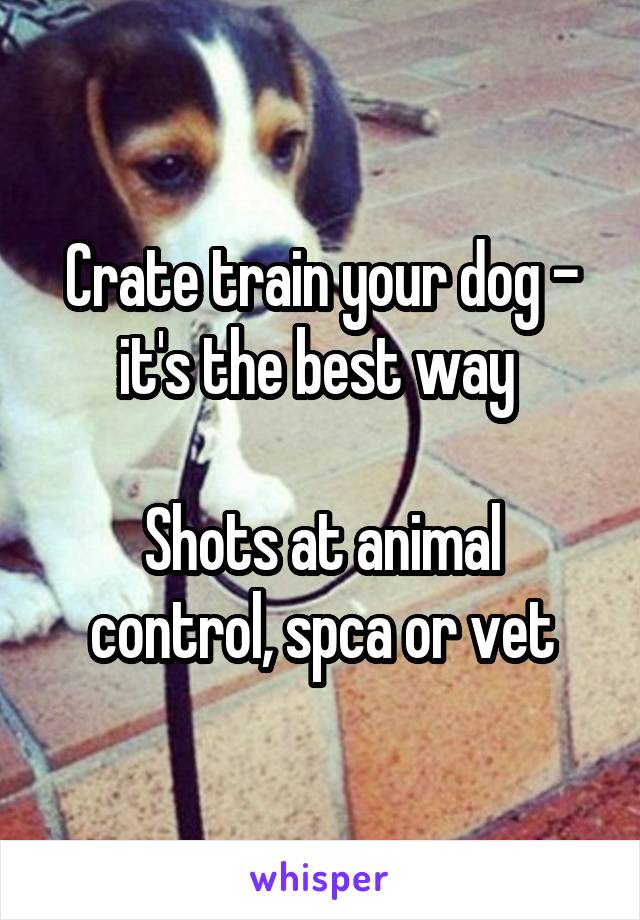 Crate train your dog - it's the best way 

Shots at animal control, spca or vet