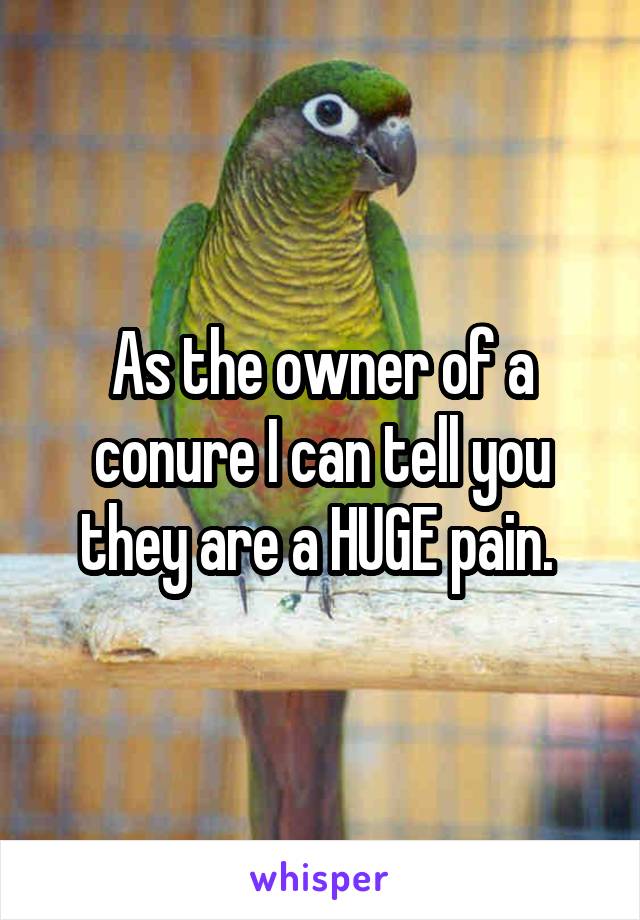 As the owner of a conure I can tell you they are a HUGE pain. 