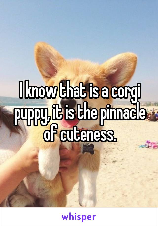 I know that is a corgi puppy, it is the pinnacle of cuteness.