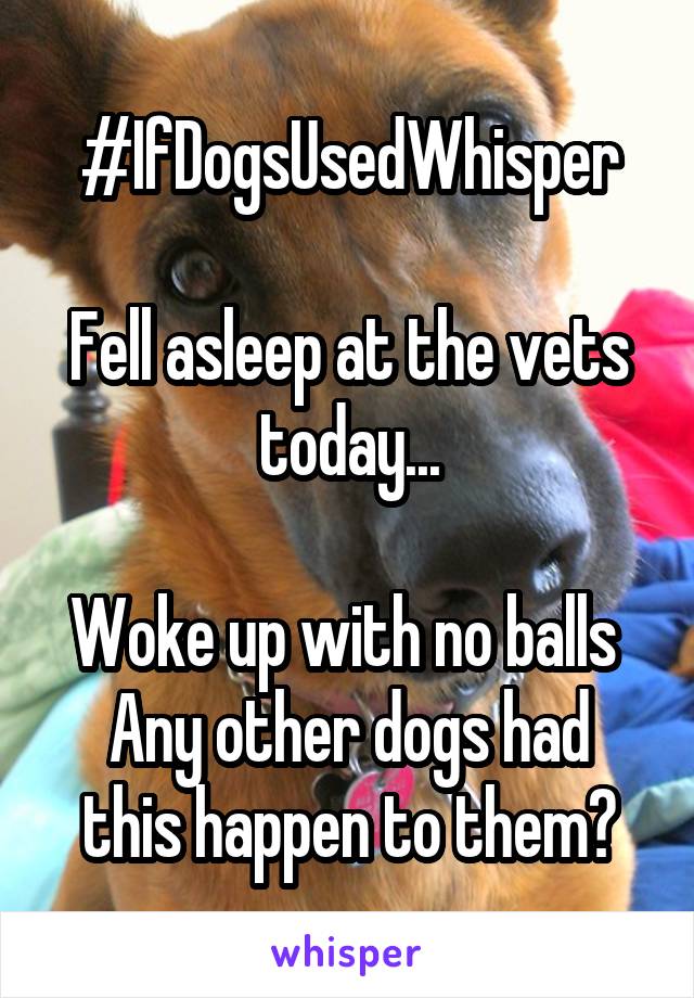#IfDogsUsedWhisper

Fell asleep at the vets today...

Woke up with no balls 
Any other dogs had this happen to them?