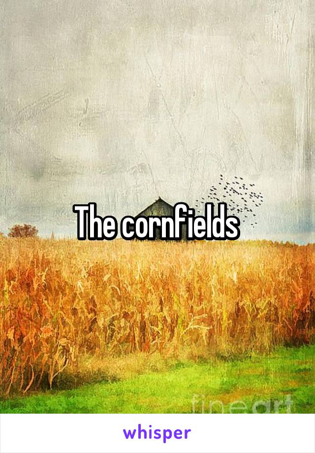 The cornfields 