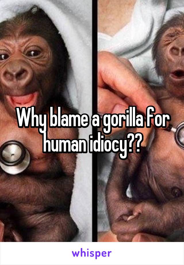 Why blame a gorilla for human idiocy??